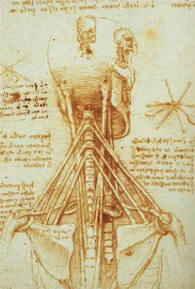 Dibujo de la anatomía del cuello humano Leonardo da Vinci